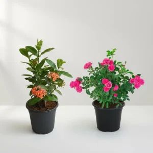 Set of 2 Mesmerising Flower Plants